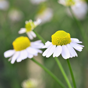 chamomile 2