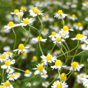 chamomile